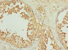 INHBC Antibody - Immunohistochemistry of paraffin-embedded human testis tissue at dilution 1:100