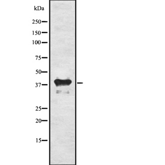 INHBC Antibody - Western blot analysis Inhibin Beta-C using 293 whole cells lysates