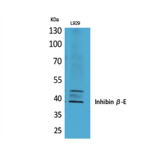 INHBE / Activin Antibody - Western blot of Inhibin beta-E antibody