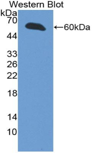 INHBE / Activin Antibody - Western blot of recombinant INHBE / Activin.