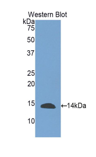 INHBE / Activin Antibody - Western blot of recombinant INHBE / Activin.  This image was taken for the unconjugated form of this product. Other forms have not been tested.