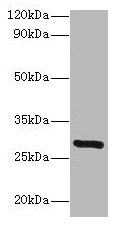 INMT Antibody - Western blot All lanes: Indolethylamine N-methyltransferase antibody at 2µg/ml + Mouse lung tissue Secondary Goat polyclonal to rabbit lgG at 1/15000 dilution Predicted band size: 29 kDa Observed band size: 29 kDa