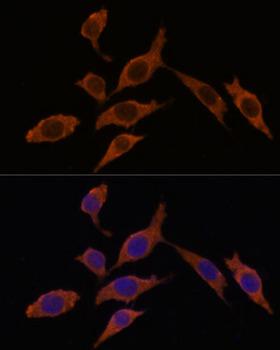 INMT Antibody - Immunofluorescence analysis of L929 cells using INMT Polyclonal Antibody at dilution of 1:100.Blue: DAPI for nuclear staining.