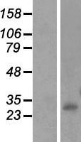 INMT Protein - Western validation with an anti-DDK antibody * L: Control HEK293 lysate R: Over-expression lysate