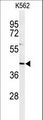 INO80B / PAPA-1 Antibody - Western blot of IN80B Antibody in K562 cell line lysates (35 ug/lane). IN80B (arrow) was detected using the purified antibody.