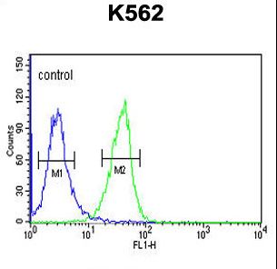 INO80B / PAPA-1 Antibody - IN80B Antibody flow cytometry of K562 cells (right histogram) compared to a negative control cell (left histogram). FITC-conjugated goat-anti-rabbit secondary antibodies were used for the analysis.