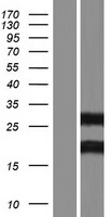 INO80C Protein - Western validation with an anti-DDK antibody * L: Control HEK293 lysate R: Over-expression lysate