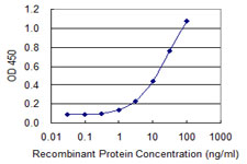 INPP1 Antibody - Detection limit for recombinant GST tagged INPP1 is 0.3 ng/ml as a capture antibody.