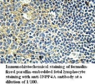 INPP4A Antibody