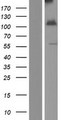 INPP4A Protein - Western validation with an anti-DDK antibody * L: Control HEK293 lysate R: Over-expression lysate