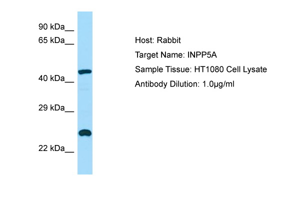 INPP5A Antibody -  This image was taken for the unconjugated form of this product. Other forms have not been tested.