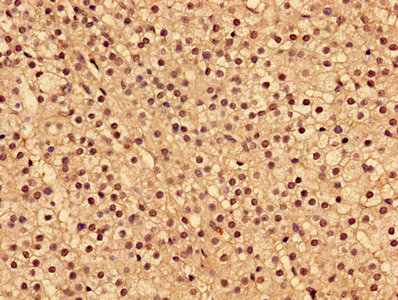 INPP5A Antibody - Immunohistochemistry of paraffin-embedded human adrenal gland tissue using INPP5A Antibody at dilution of 1:100
