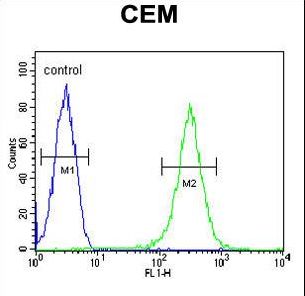 INPP5B Antibody - INPP5B Antibody flow cytometry of CEM cells (right histogram) compared to a negative control cell (left histogram). FITC-conjugated goat-anti-rabbit secondary antibodies were used for the analysis.