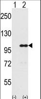 INPP5D / SHIP1 / SHIP Antibody - Western blot of INPP5D (arrow) using rabbit polyclonal INPP5D Antibody. 293 cell lysates (2 ug/lane) either nontransfected (Lane 1) or transiently transfected with the INPP5D gene (Lane 2) (Origene Technologies).