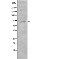INPP5E Antibody - Western blot analysis INPP5E using K562 whole cells lysates