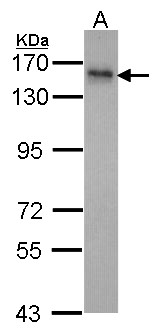 INPP5F Antibody - Sample (30 ug of whole cell lysate). A: Hela. 7.5% SDS PAGE. INPP5F antibody. INPP5F antibody diluted at 1:1000.