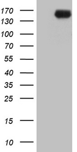 INPP5F Antibody - HEK293T cells were transfected with the pCMV6-ENTRY control. (Left lane) or pCMV6-ENTRY INPP5F. (Right lane) cDNA for 48 hrs and lysed. Equivalent amounts of cell lysates. (5 ug per lane) were separated by SDS-PAGE and immunoblotted with anti-INPP5F. (1:2000)