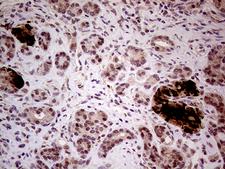 INPP5F Antibody - Immunohistochemical staining of paraffin-embedded Human pancreas tissue within the normal limits using anti-INPP5F mouse monoclonal antibody. (Heat-induced epitope retrieval by 1mM EDTA in 10mM Tris buffer. (pH8.5) at 120°C for 3 min. (1:500)