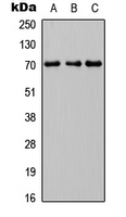 INPP5J / PIB5PA Antibody - Western blot analysis of INPP5J expression in HEK293T (A); Raw264.7 (B); H9C2 (C) whole cell lysates.