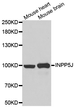 INPP5J / PIB5PA Antibody - Western blot analysis of extracts of various cell lines.