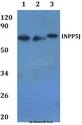 INPP5J / PIB5PA Antibody - Western blot of INPP5J antibody at 1:500 dilution. Lane 1: HEK293T whole cell lysate. Lane 2: RAW264.7 whole cell lysate.