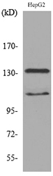 INPPL1 / SHIP2 Antibody - Western blot analysis of lysate from HepG2 cells, using INPPL1 Antibody.