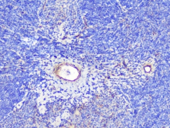 INPPL1 / SHIP2 Antibody - IHC staining of FFPE mouse spleen with SHIP2 antibody at 1ug/ml. HIER: boil tissue sections in pH6, 10mM citrate buffer, for 10-20 min followed by cooling at RT for 20 min.