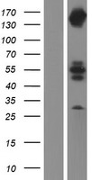 INPPL1 / SHIP2 Protein - Western validation with an anti-DDK antibody * L: Control HEK293 lysate R: Over-expression lysate