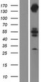 INPPL1 / SHIP2 Protein - Western validation with an anti-DDK antibody * L: Control HEK293 lysate R: Over-expression lysate