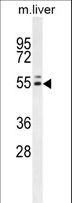 INSC Antibody - INSC Antibody western blot of mouse liver tissue lysates (35 ug/lane). The INSC antibody detected the INSC protein (arrow).