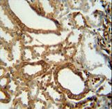 INSC Antibody - INSC antibody immunohistochemistry of formalin-fixed and paraffin-embedded human kidney tissue followed by peroxidase-conjugated secondary antibody and DAB staining.
