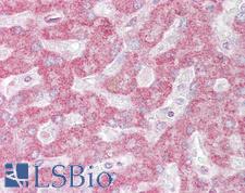 INSIG1 Antibody - Anti-INSIG1 antibody IHC of human liver. Immunohistochemistry of formalin-fixed, paraffin-embedded tissue after heat-induced antigen retrieval. Antibody concentration 10 ug/ml.  This image was taken for the unconjugated form of this product. Other forms have not been tested.