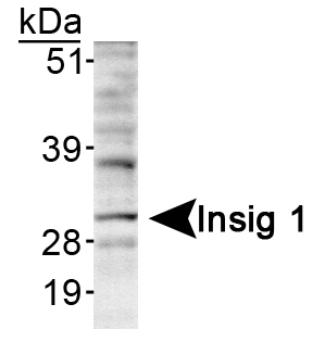 INSIG1 Antibody - Detection of Insig 1 in HepG2 lysate.  This image was taken for the unconjugated form of this product. Other forms have not been tested.