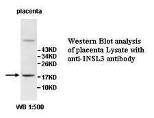 INSL3 Antibody