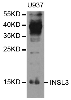 INSL3 Antibody - Western blot analysis of extracts of U937 cells.