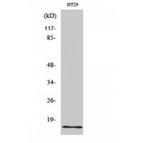 INSL4 Antibody - Western blot of INSL4 antibody
