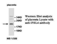INSL4 Antibody