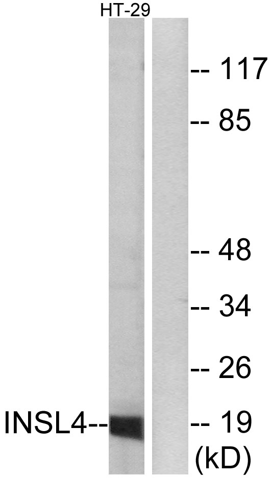 INSL4 Antibody - Western blot analysis of lysates from HT-29 cells, using INSL4 Antibody. The lane on the right is blocked with the synthesized peptide.