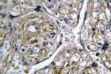 INSL4 Antibody - IHC of INSL4 (L79) pAb in paraffin-embedded human placenta tissue.