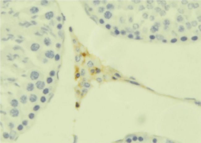INSL6 Antibody - 1:100 staining mouse testis tissue by IHC-P. The sample was formaldehyde fixed and a heat mediated antigen retrieval step in citrate buffer was performed. The sample was then blocked and incubated with the antibody for 1.5 hours at 22°C. An HRP conjugated goat anti-rabbit antibody was used as the secondary.