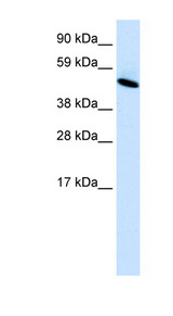 INSM1 Antibody - INSM1 antibody Western Blot analysis of Fetal lung lysate. This image was taken for the unconjugated form of this product. Other forms have not been tested.