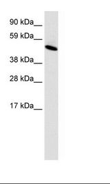 INSM1 Antibody - Fetal Lung Lysate.  This image was taken for the unconjugated form of this product. Other forms have not been tested.