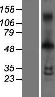 INSM1 Protein - Western validation with an anti-DDK antibody * L: Control HEK293 lysate R: Over-expression lysate