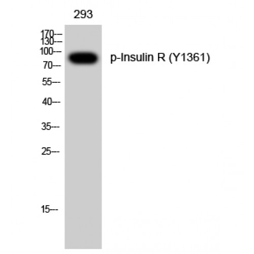 INSR / Insulin Receptor Antibody - Western blot of Phospho-Insulin R (Y1361) antibody