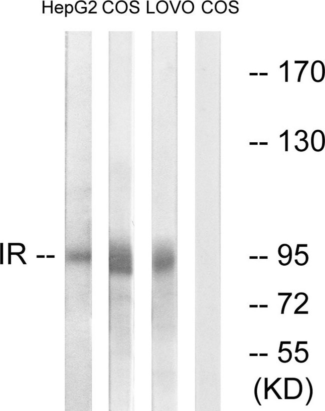 INSR / Insulin Receptor Antibody - Western blot analysis of lysates from COS, HEPG2, and LOVO cells, using IR Antibody. The lane on the right is blocked with the synthesized peptide.