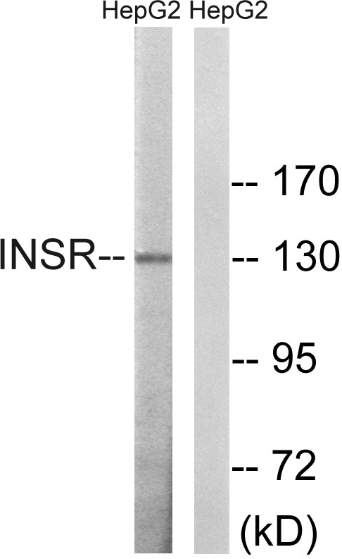INSR / Insulin Receptor Antibody - Western blot analysis of lysates from HepG2 cells, using IR Antibody. The lane on the right is blocked with the synthesized peptide.