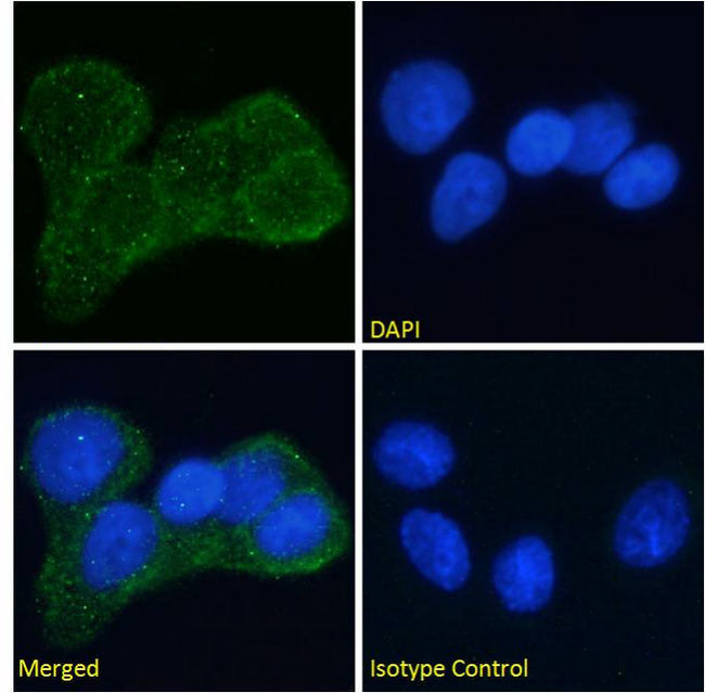 INSR / Insulin Receptor Antibody - IF staining of MCF7 cells.