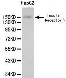 INSR / Insulin Receptor Antibody - Western blot of Insulin Receptor beta pAb in extracts from HepG2 cells.