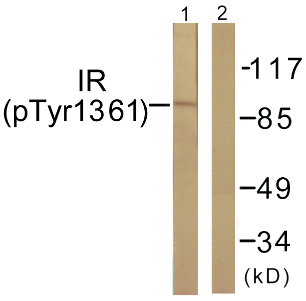 INSR / Insulin Receptor Antibody - Western blot analysis of lysates from 293 cells treated with Heat shock, using IR (Phospho-Tyr1361) Antibody. The lane on the right is blocked with the phospho peptide.