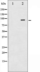 INSR / Insulin Receptor Antibody - Western blot analysis of IR phosphorylation expression in Heatshock treated 293 whole cells lysates. The lane on the left is treated with the antigen-specific peptide.